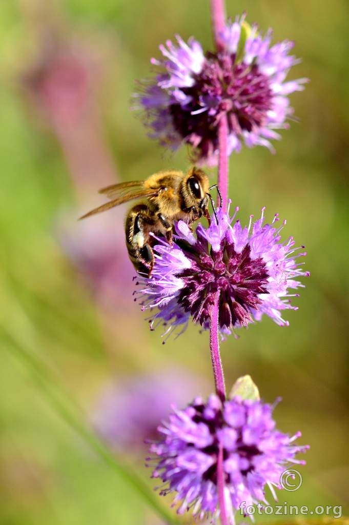 Pčela, Apis melifera