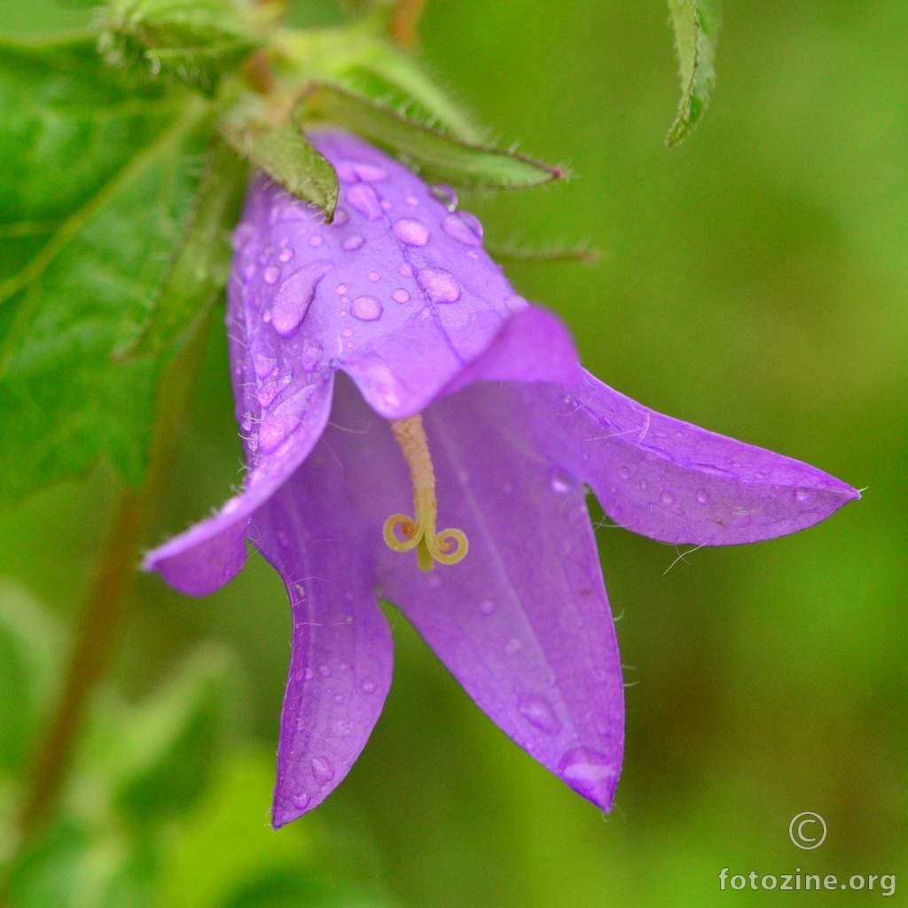 Koprivastolisna zvončika, Campanula trachelium