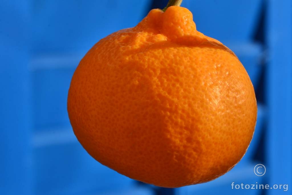 Mandarina, Citrus deliciosa