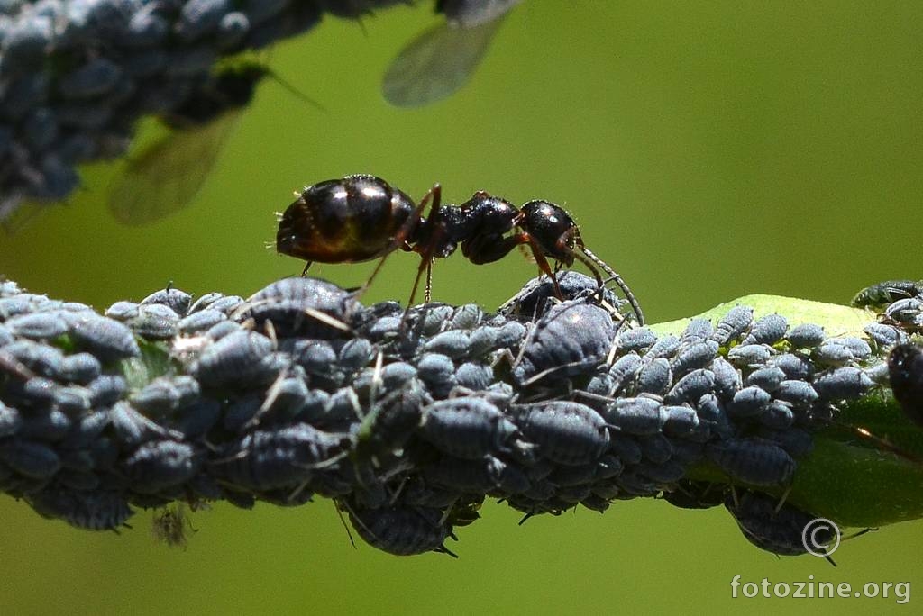 mrav i ušenjaci