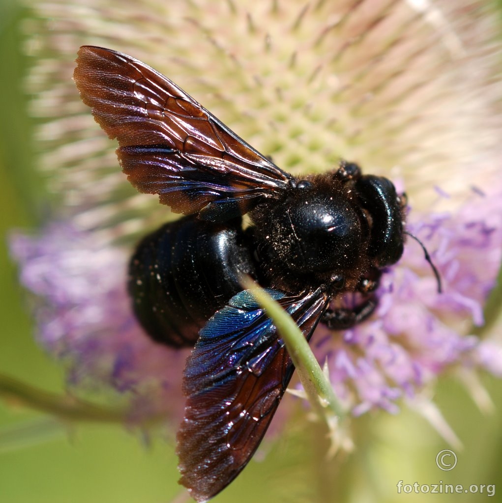 Crna pčela drvarica, Xylocopa violacea