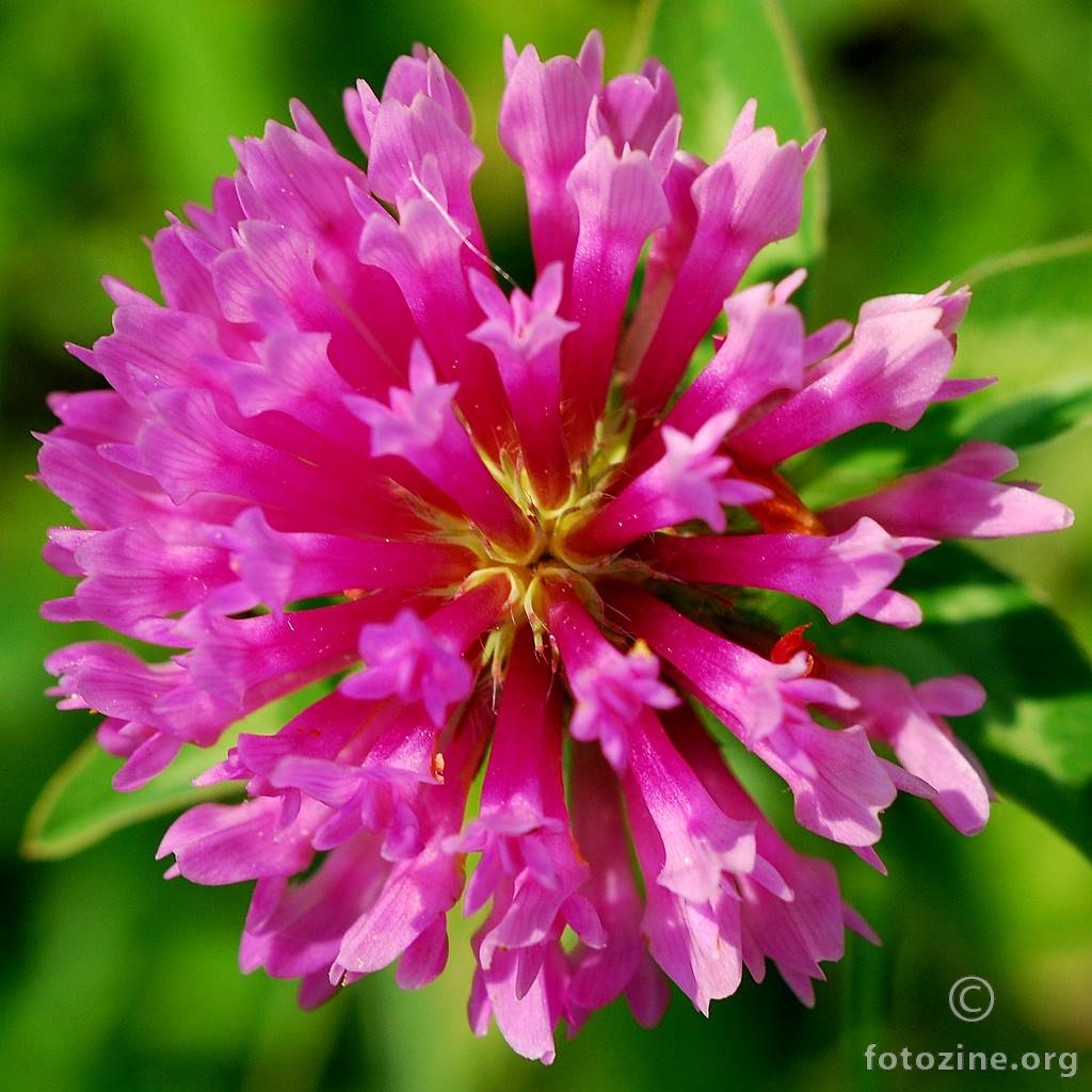 Crvena djetelina, Trifolium pratense