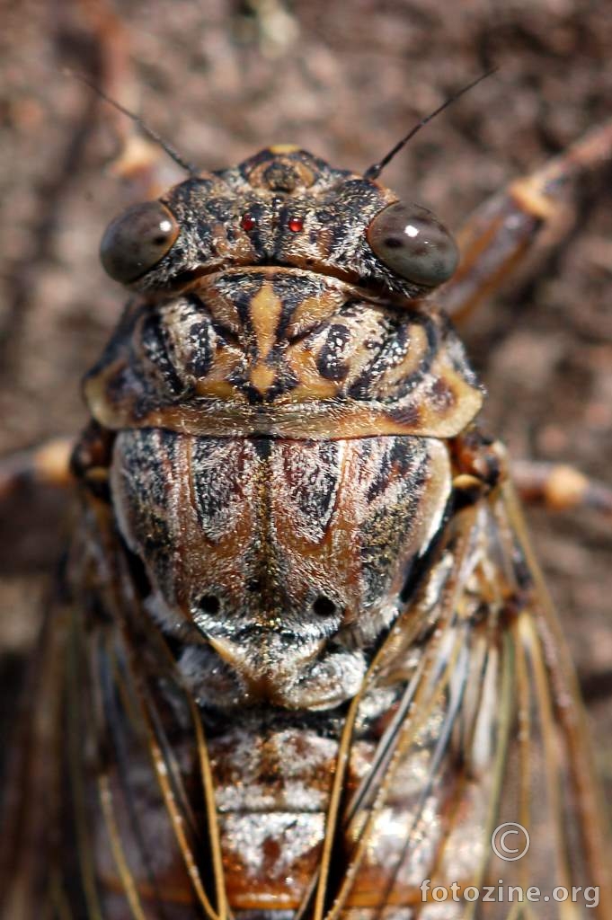 Cvrčak, Cicada orni (1)