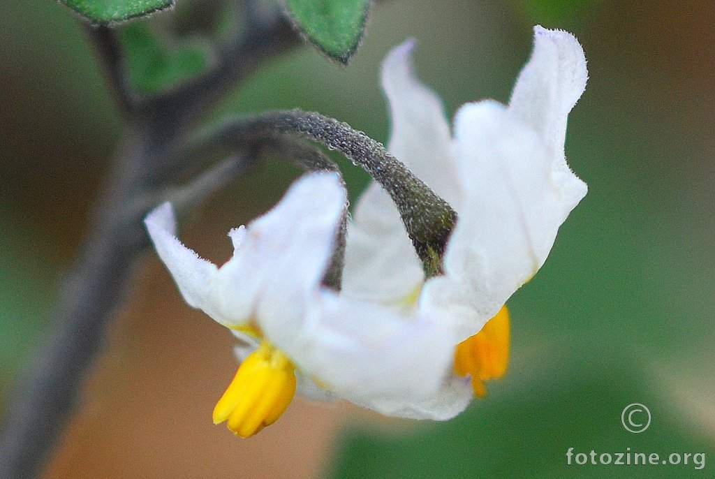 Crna pomoćnica, Solanum nigrum