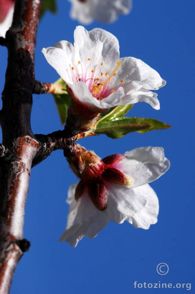 Badem, Prunus amygdalus
