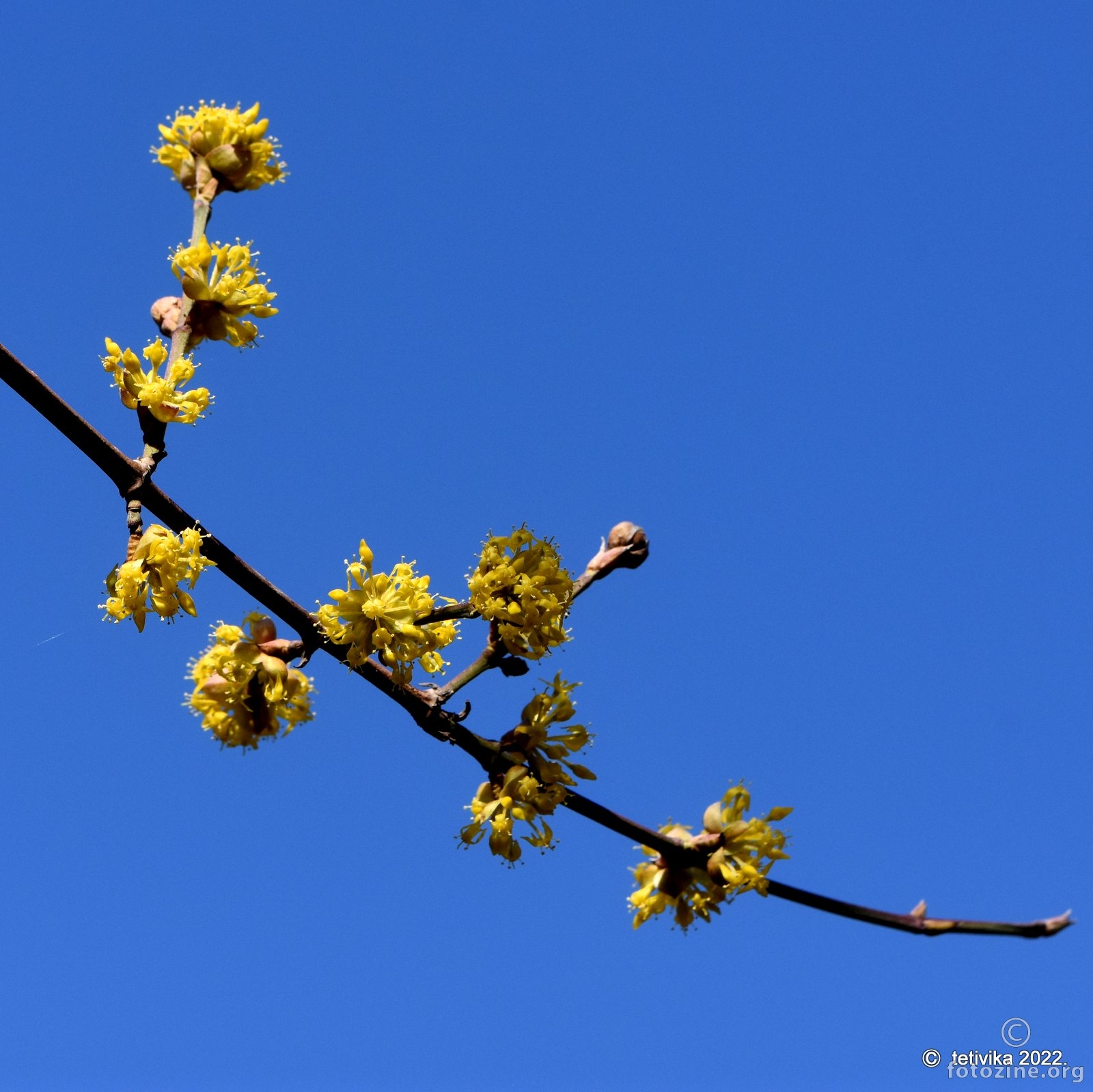 Dok još zima vlada svijetom, drijen procvjeta žutim cvjetom.