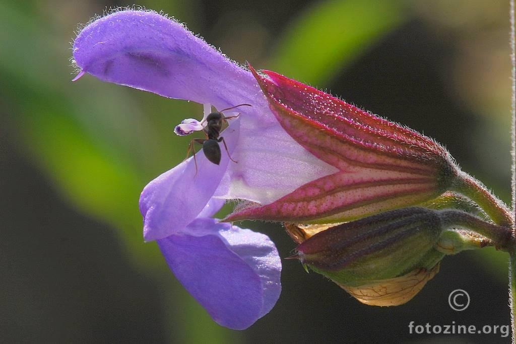 Kadulja, Salvia officinalis
