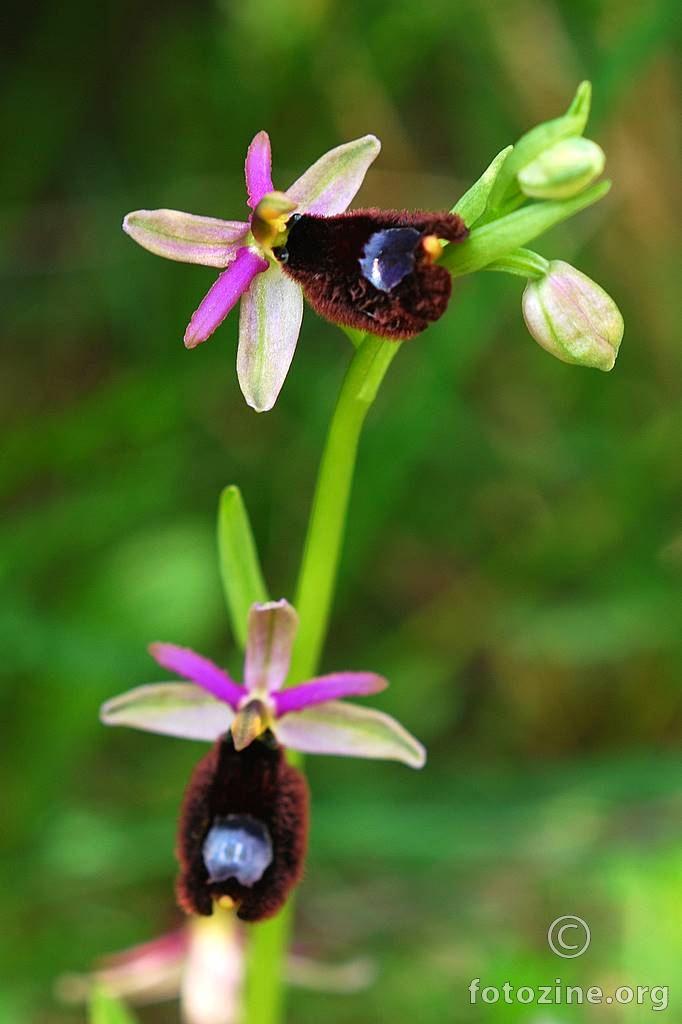 Kokica paučica, Ophrys sphegodes