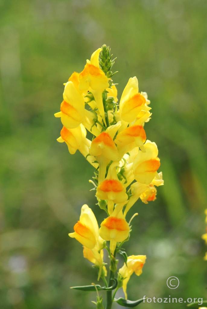 Lanilist, Linaria sp.