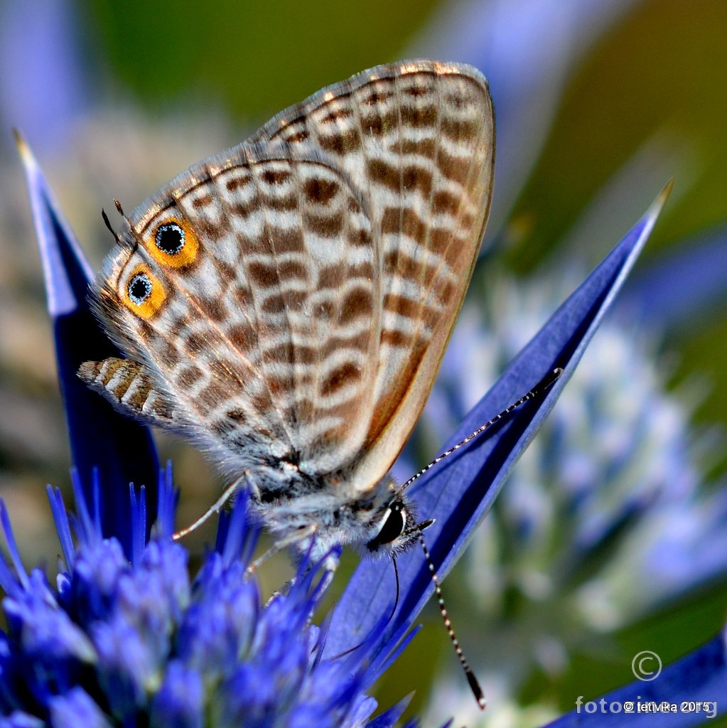 Mali tigrasti plavac, Leptotes pirithous 