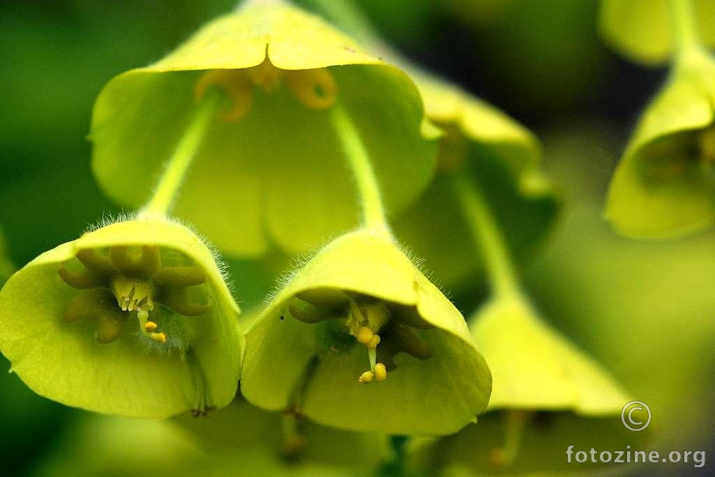 Mlječika, Euphorbia