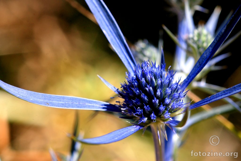 Modri kotrljan, Eryngium amethystinum
