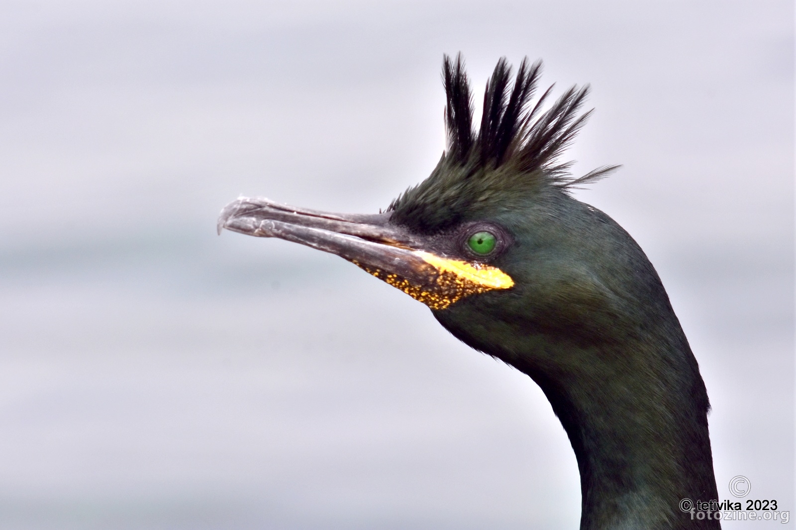 Morski vranac, Phalacrocorax aristotelis 