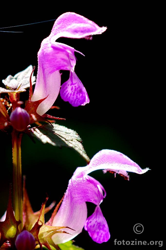 Mrtva kopriva, Lamium purpureum