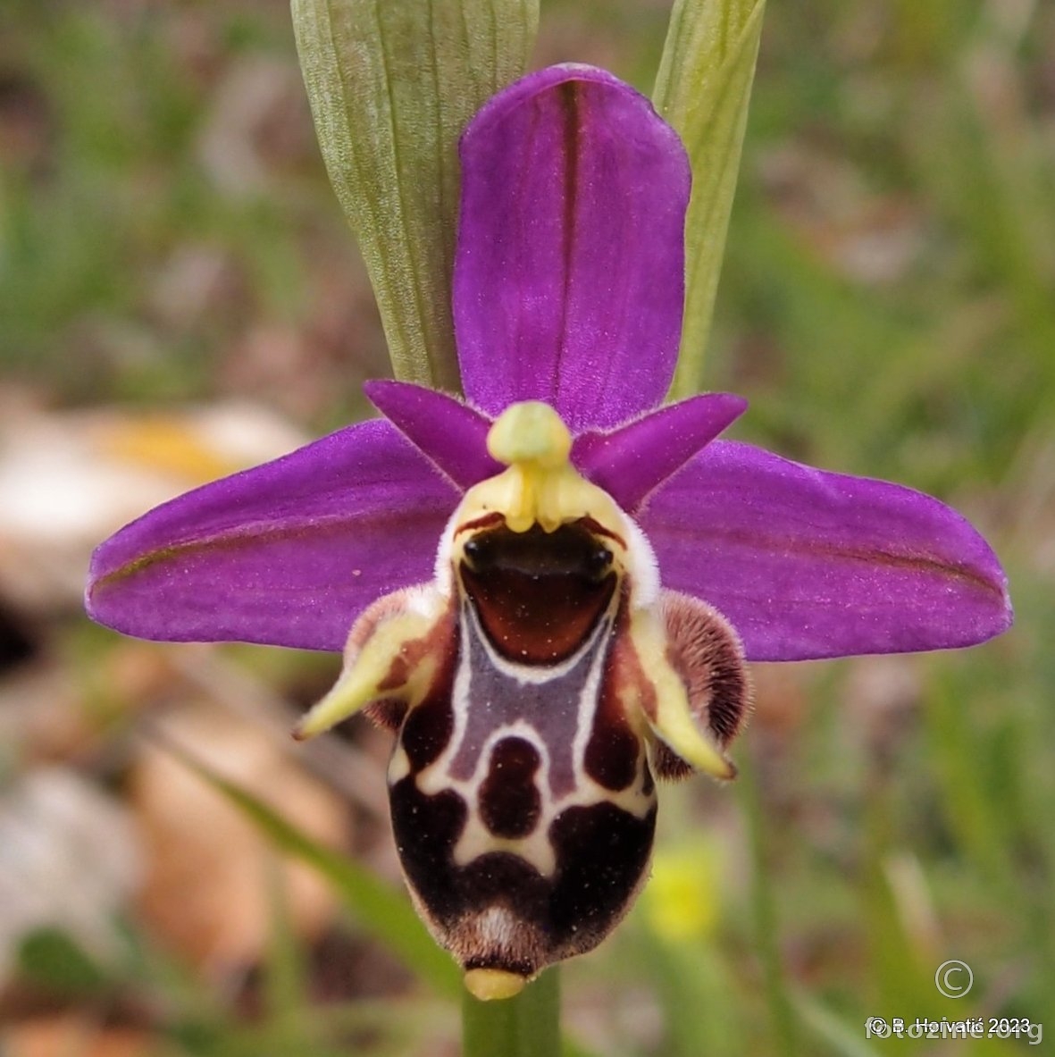 Ophrys kvarnaeri