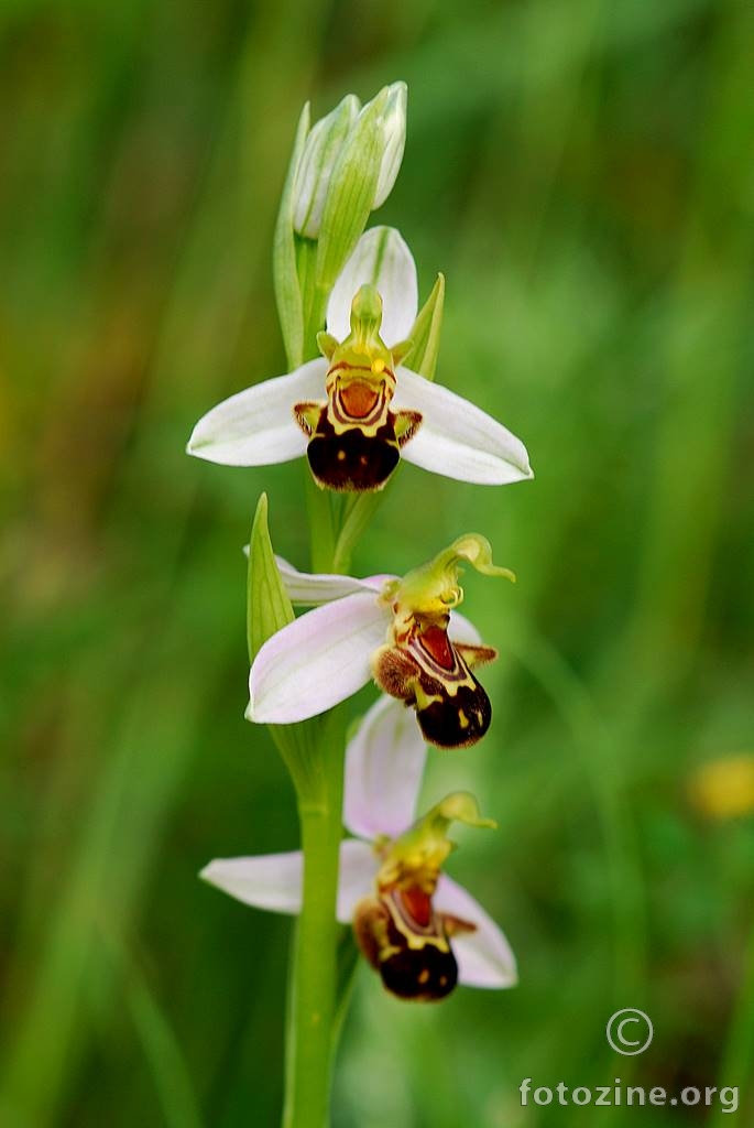 Pčelinja kokica, Ophrys apifera var. chloranta