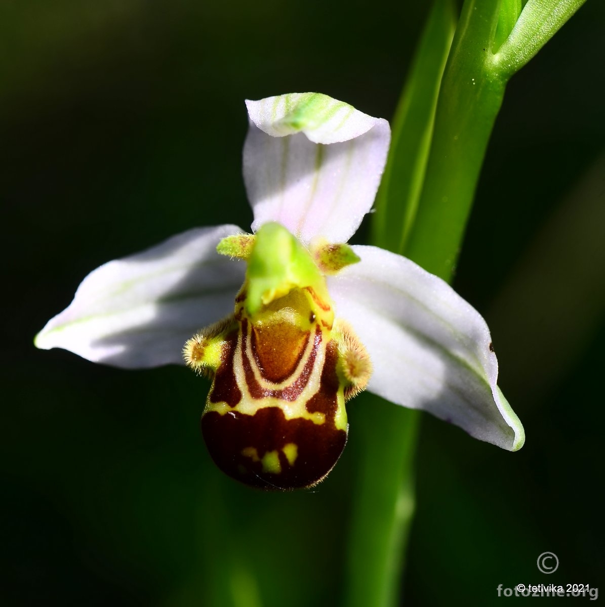 Pčelina kokica,  Ophrys apifera