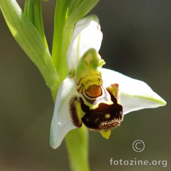 Pčelina kokica, Ophrys apifera var. chloranta