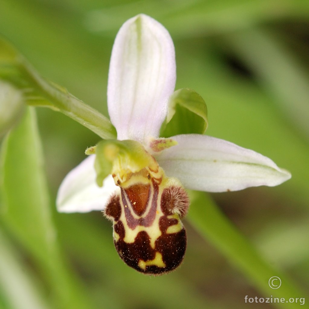  Pčelina kokica, Ophrys apifera var. chloranta