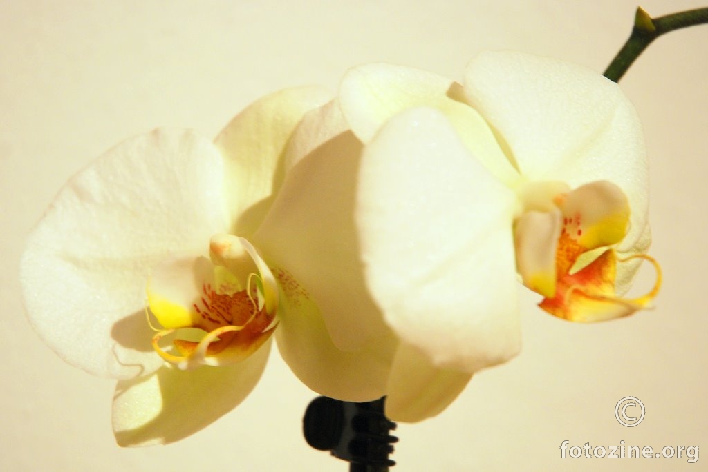 Phalaenopsis aphrodite (Moon Orchid)