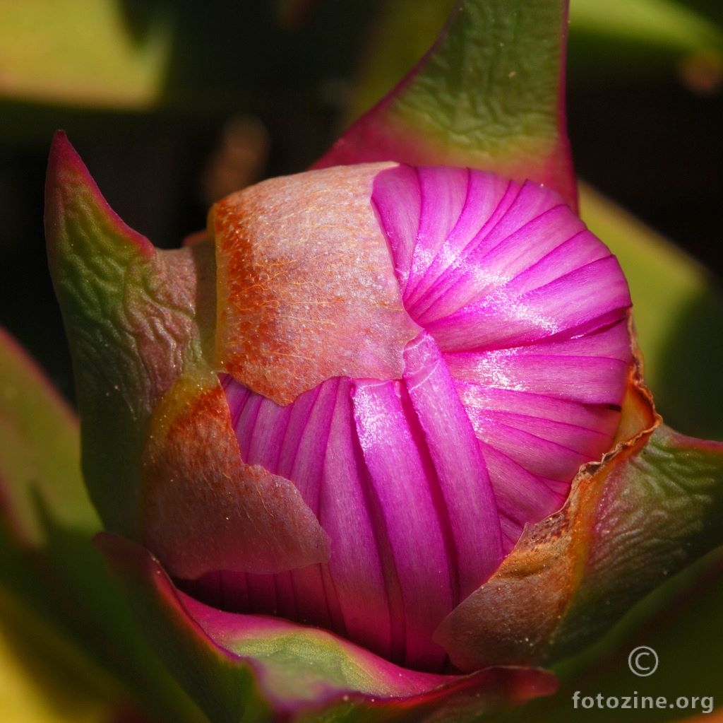 Pustinjska ruža, Carpobrotus acinaciformis