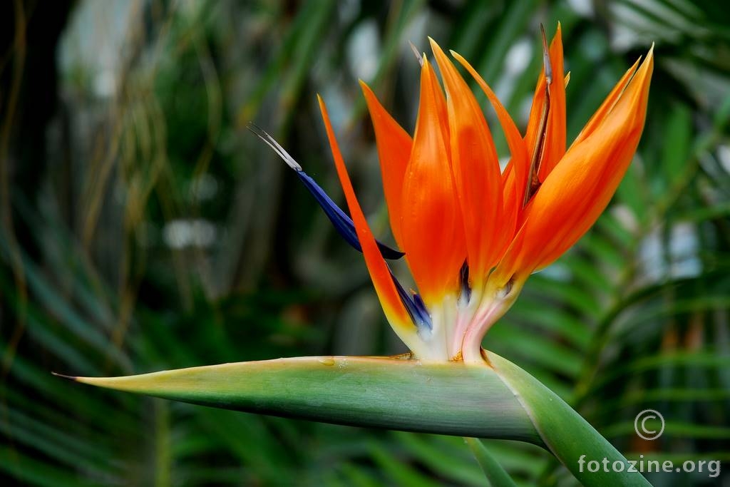 Strelicija, Strelitzia reginae