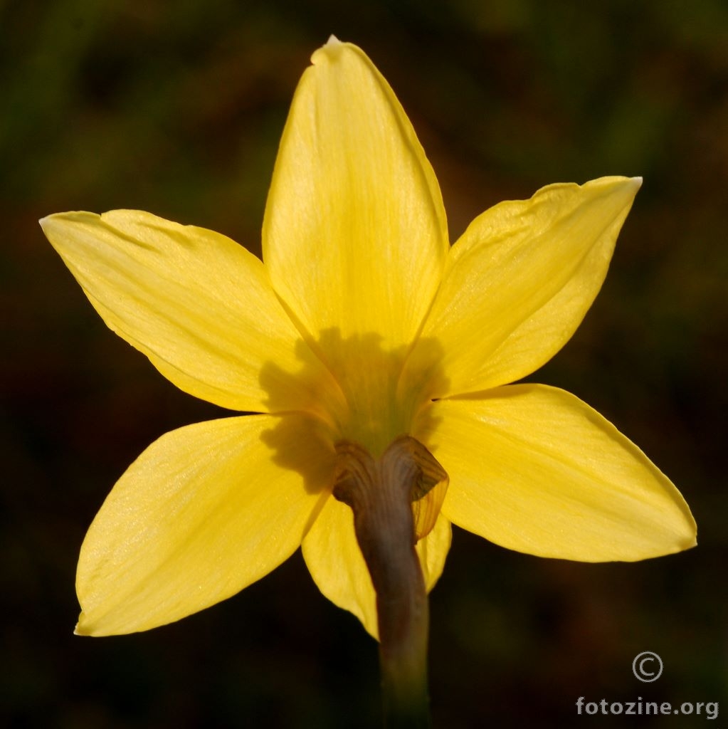 Sunovrat, Narcissus pseudonarcissus