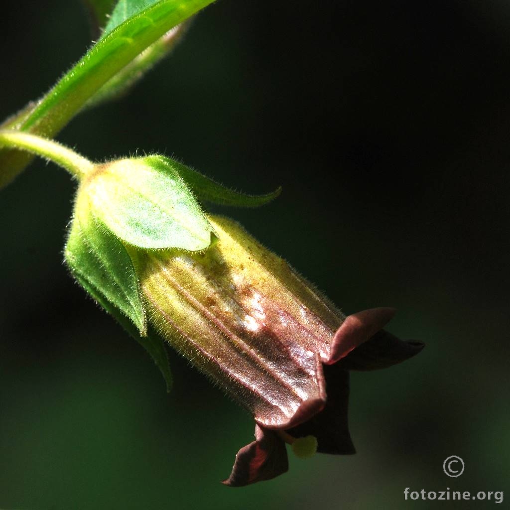 Velebilje, Atropa belladonna