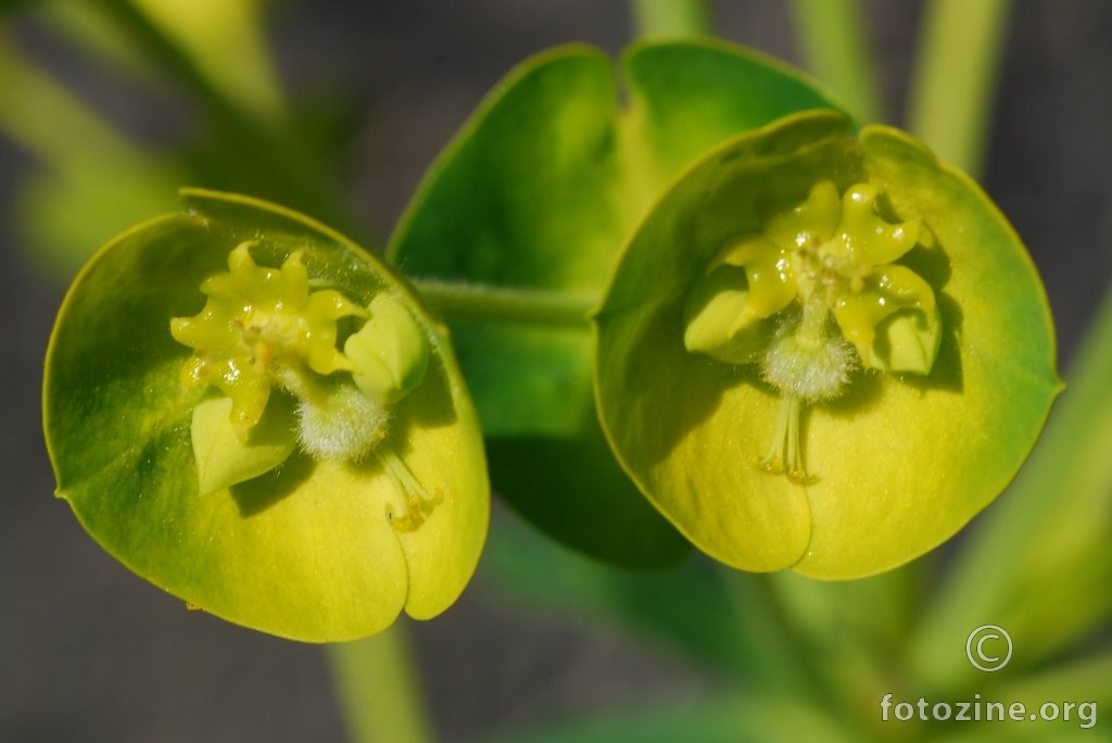 Velika mlječika, Euphorbia wulfenii