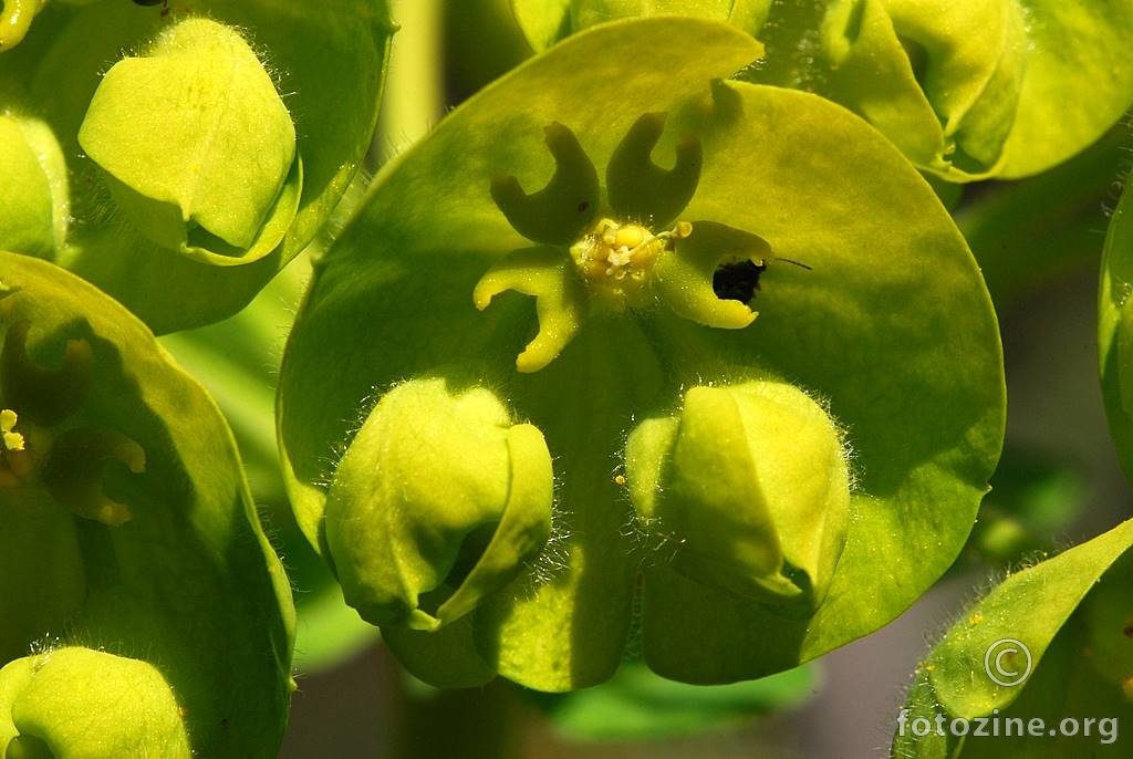 Veliki mlječak, Euphorbia wulfenii