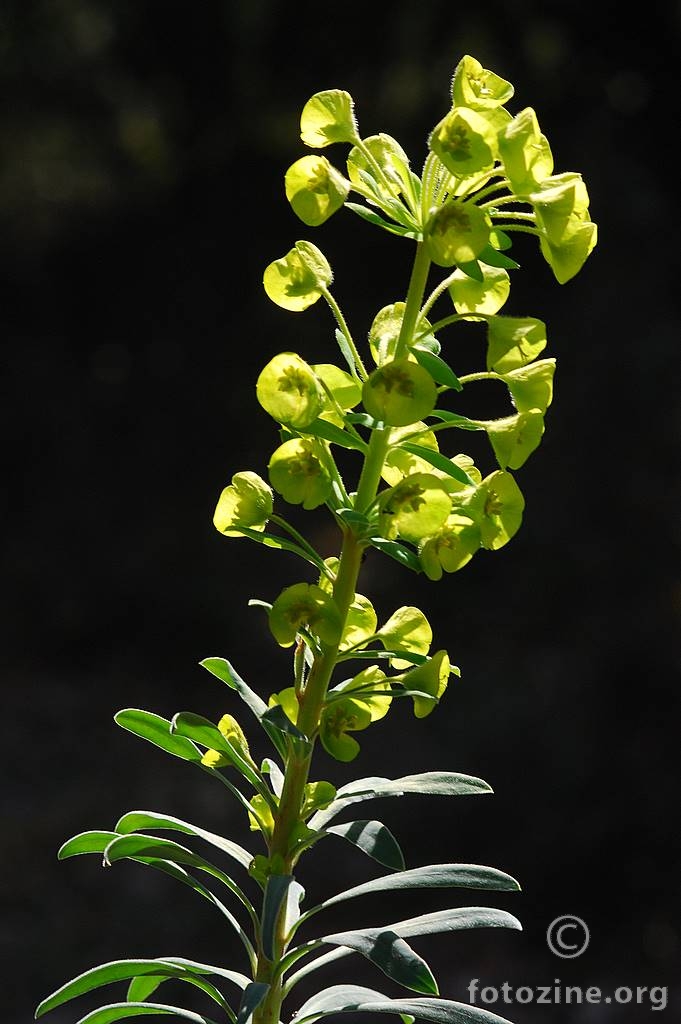 Veliki mlječak, Euphorbia wulfenii