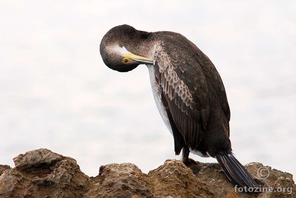 Veliki vranac, Phalacrocorax carbo