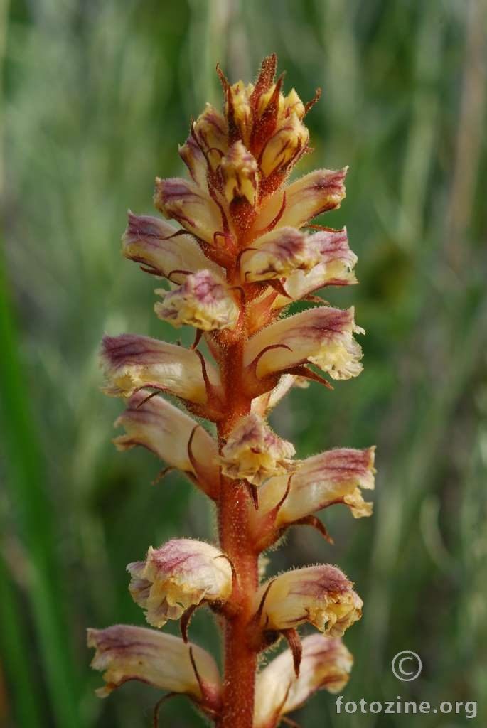 Volovod, Orobanche