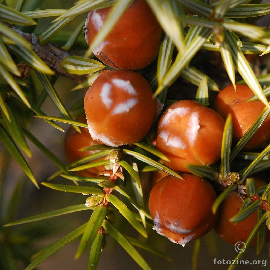 Šmrika, Juniperus oxycedrus