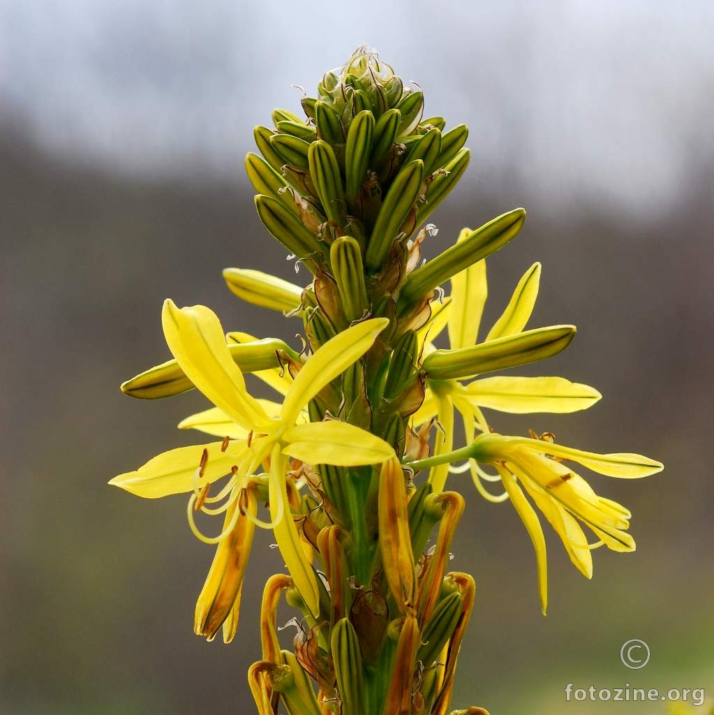 Žuta zlatoglavica, Asphodeline lutea