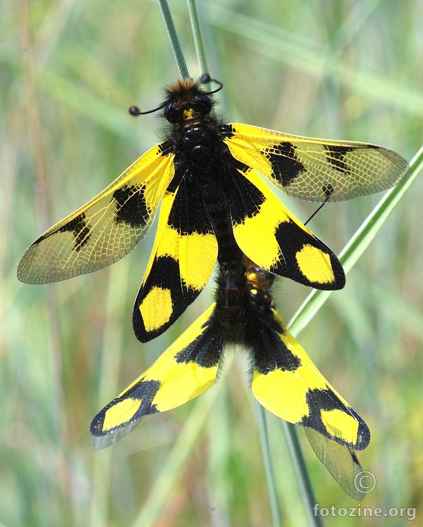 Žuti leptirak, Ascalaphus macaronius