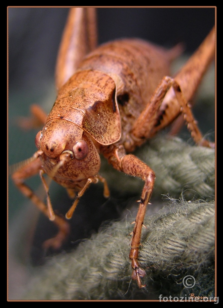 skakavac