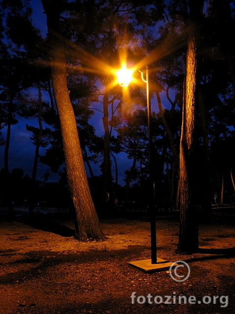 šumska svjetiljka
