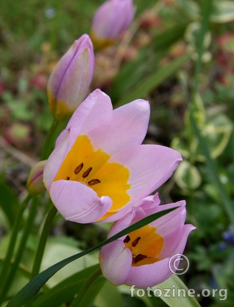tulipa saxatilis
