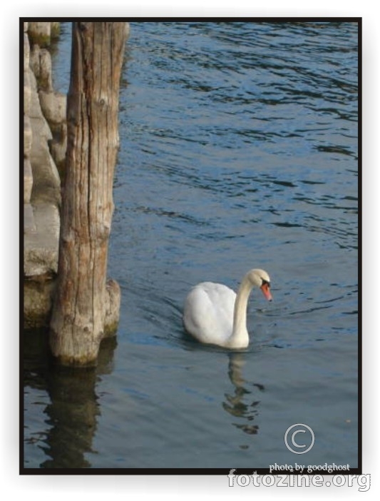labud na jezeru Garda