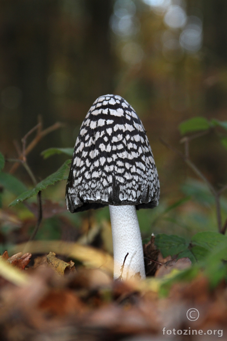 ŠARENA GNOJIŠTARKA, COPRINUS PICACEUS