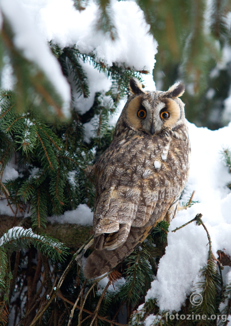 Mala ušara (Asio otus)