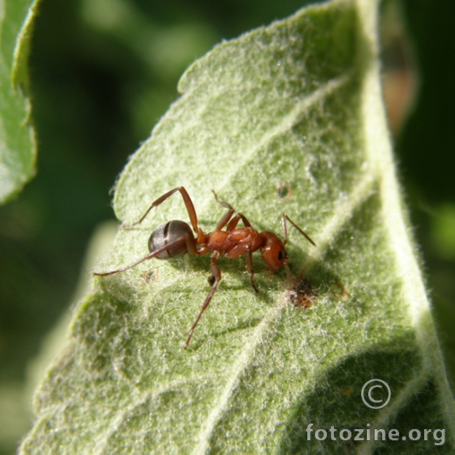 Mravko voli slatko :))