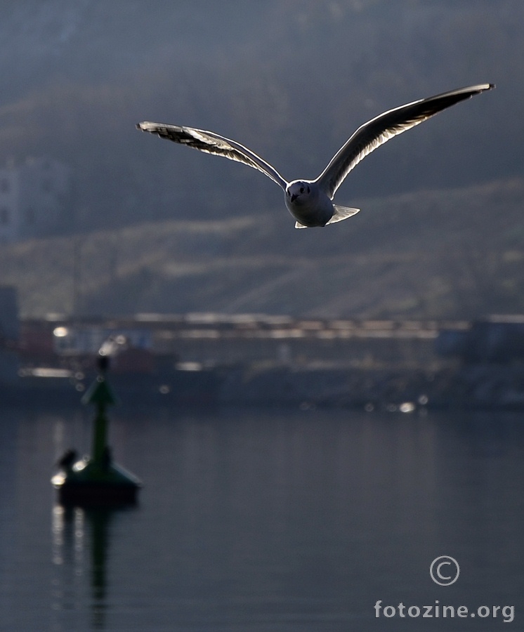 lanterna i galeb