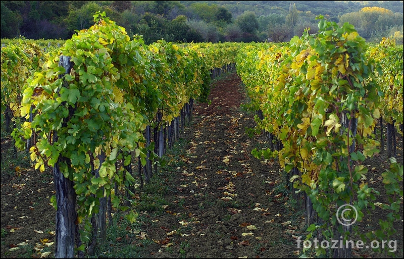 jesen u vinogradu