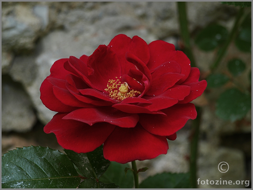 ružo moja crvena