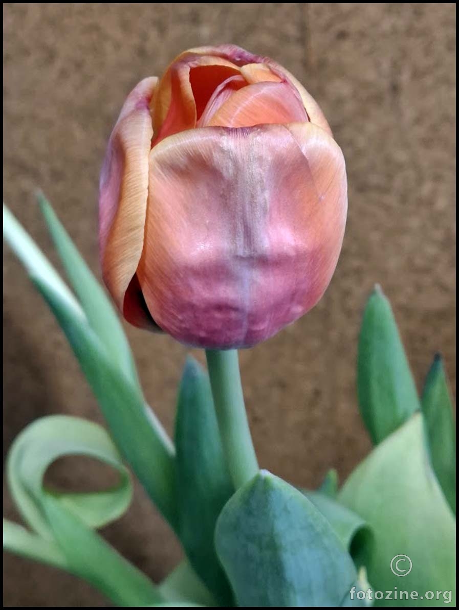 Uskršnji tulipan...