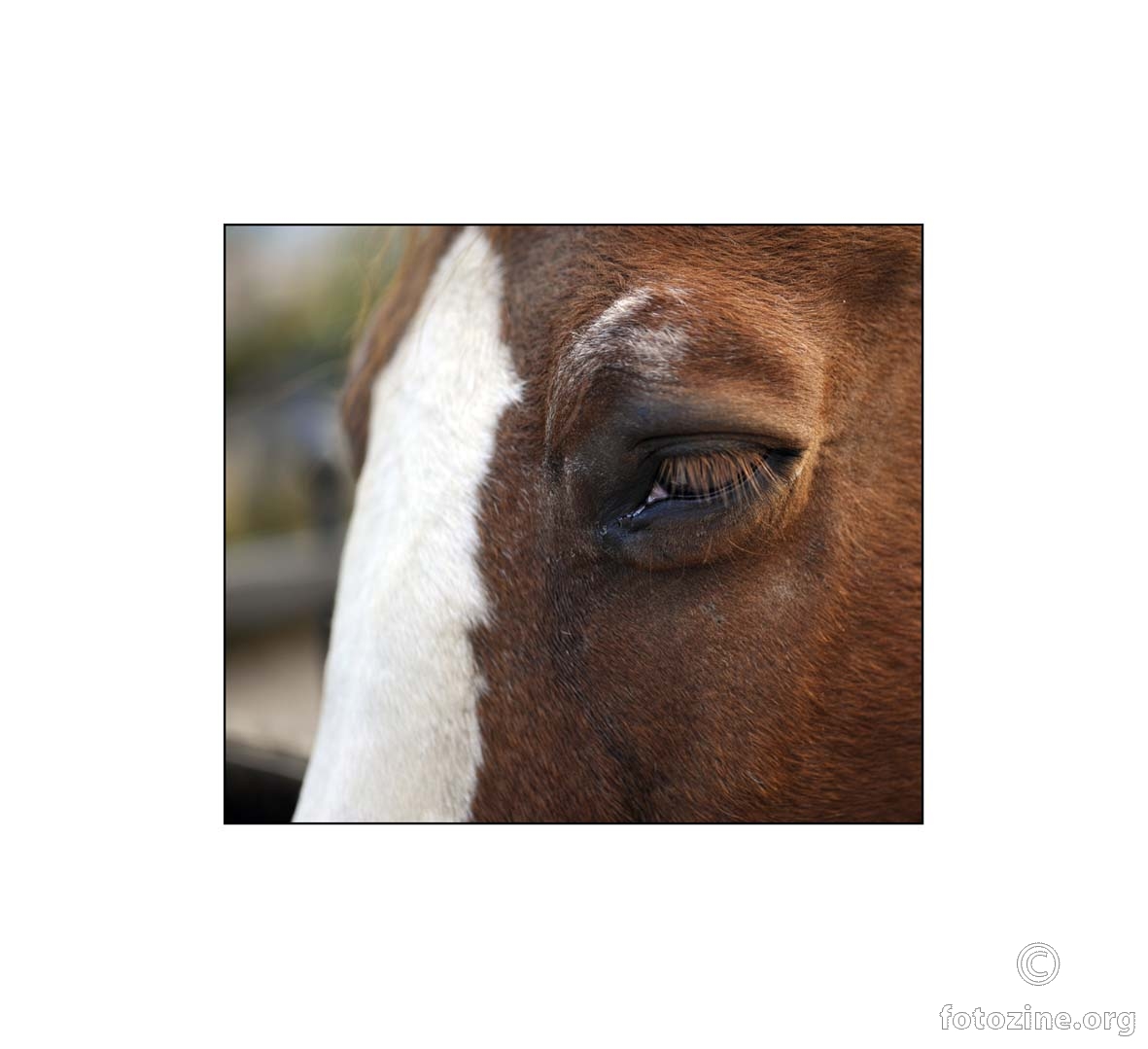 konji ne zaboravljaju...