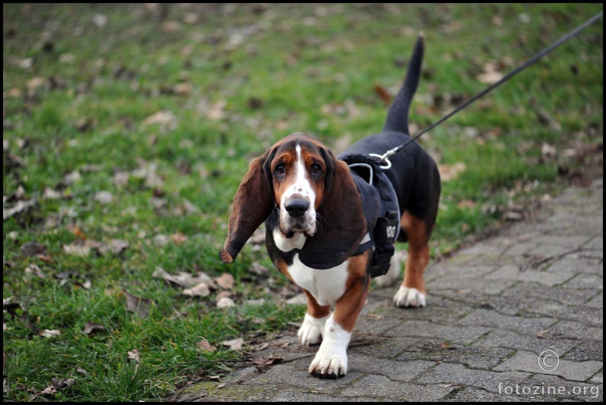 Basset hound na Jarunu - 2