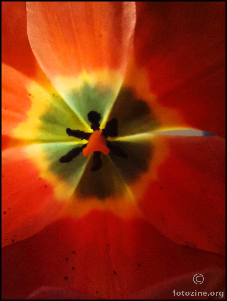 srce tulipana...;)